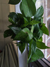 雙盟綠蘿盆栽除甲醛花卉綠植辦公室新房?jì)艋諝?80加侖4盆裝源頭直發(fā) 曬單實(shí)拍圖
