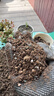 德沃多多肉專(zhuān)用營(yíng)養土5斤-19合1植物種植花土顆粒營(yíng)養土花盆土50%泥炭 曬單實(shí)拍圖