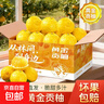 湖南懷化黔陽(yáng)黃金貢柚春香桔柚新鮮象山青甜雪峰小柚子 帶箱10斤凈重9斤(單果80-85mm) 曬單實(shí)拍圖