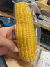 十月稻田 水果甜玉米 8根 3.52斤 真空開(kāi)袋即食 低脂早餐 雜糧禮盒 粗糧 曬單實(shí)拍圖