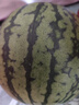 藤上熟吊秧小西瓜1粒1.5kg 曬單實(shí)拍圖