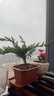 迎客松盆景植物室內松樹(shù)綠植花卉小盆栽四季常青真樹(shù)造型盆景樹(shù)樁 造型苗30cm長(cháng)+送塑料方形盆 含盆 曬單實(shí)拍圖