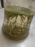 青針雀舌 春茶2026新茶雀舌翠芽茶葉正宗明前特級綠茶嫩芽濃香型茶葉 雀舌 全嫩芽 罐裝 250g*1罐 曬單實(shí)拍圖