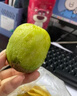 南步陜西周至徐香獼猴桃 迷糊桃彌獼桃綠心翠香奇異果新鮮水果禮盒裝 6枚 精選中果【單果60-80g】-需催熟 曬單實(shí)拍圖