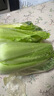 格沃斯云南新鮮現拔龍牙白菜時(shí)令蔬菜龍芽菜供港農家菜綠色青菜火鍋涮菜 供港龍芽白菜 9-10斤【龍牙白菜】 人工精選 曬單實(shí)拍圖