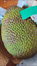 晨樾優(yōu)選新鮮越南進(jìn)口菠蘿蜜新鮮整個(gè)水果紅肉菠蘿蜜水果 精選菠蘿蜜 精選凈重7-9斤 曬單實(shí)拍圖