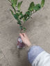 香水檸檬樹(shù)盆栽室內花卉植物好養易活四季常青可食用老樁盆景綠植 香水檸檬樹(shù)3年苗【帶花苞】 曬單實(shí)拍圖