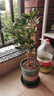 藍桂圓桂花樹(shù)苗四季桂盆栽 室內外陽(yáng)臺庭院綠植水培濃香 加侖盆源頭直發(fā) 曬單實(shí)拍圖