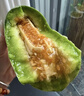 京鮮生山東羊角蜜甜瓜 凈重4.5斤起單果300g+ 【百億農補】水果源頭直發(fā) 曬單實(shí)拍圖