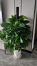 卉優(yōu)大葉綠蘿柱幸福樹(shù)發(fā)財樹(shù)大型植物開(kāi)業(yè)喬遷客廳辦公室內好養綠植 同款低價(jià)|大葉綠蘿柱1.4-1.5米【鉆石盆】 主圖盆 曬單實(shí)拍圖
