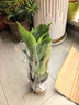 金鉆盆栽水培大葉綠公主植物室內綠植桌面好養綠蘿甲醛客廳 金鉆綠植盆栽 3-5棵一盆高度15-20厘米 曬單實(shí)拍圖