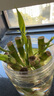 恰意迷你富貴竹招財竹觀(guān)音竹節節高小盆栽室內水養桌面辦公室帶根綠植 招財竹10-15cm（不帶花盆）帶根帶芽【8顆】 曬單實(shí)拍圖