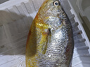 冰鮮 黃花魚(yú)200-300g/條 曬單實(shí)拍圖