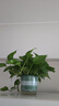 雙盟綠蘿盆栽除甲醛花卉綠植辦公室新房?jì)艋諝?80加侖2盆裝源頭直發(fā) 曬單實(shí)拍圖