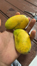海南小臺芒新鮮小臺農芒果水果現摘當季熱帶特產(chǎn)芒果整箱 小臺芒1個(gè)嘗鮮裝 曬單實(shí)拍圖