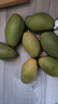 新鮮當季進(jìn)口越南芒果青芒薄皮薄汁水超足水果 黃色 玉芒150克+帶箱5斤（凈重4.5斤） 曬單實(shí)拍圖