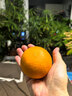 京鮮生 當季鮮橙 鉆石果 凈重6斤 單果230g起  生鮮橙子水果禮盒 曬單實(shí)拍圖