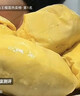 京鮮生馬來(lái)西亞進(jìn)口D197冷凍新鮮貓山王榴蓮果肉 400g 低溫水果年貨禮盒 曬單實(shí)拍圖