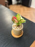 八芽如意盆栽吉利紅室內好養花卉小綠植辦公桌面植物盆景源頭直發(fā)包郵 迷你吉利紅-星徽盆-竹底托 帶陶瓷盆栽好 曬單實(shí)拍圖