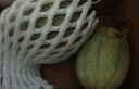 京鮮生 海南西州蜜哈密瓜 凈重8-9斤 2-3個(gè)裝 單果2.5斤起 源頭直發(fā)包郵 曬單實(shí)拍圖
