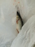 鮮活沖浪河鱸魚(yú)400-500g/條 曬單實(shí)拍圖