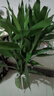 富貴竹水培綠植客廳招財花卉綠植室內辦公室瓶插年宵花春節裝飾 10支富貴竹65cm 曬單實(shí)拍圖