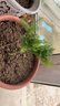 文竹盆栽綠植花卉盆景植物室內客廳水培文松云竹文竹大苗四季常青 文竹【1顆】原盆原土球發(fā)貨 高度15-25cm 曬單實(shí)拍圖