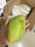 余悅海南金煌芒 【多地次日達】新鮮現摘水仙大芒果青皮甜心芒果整箱 帶箱5斤【精選好果丨單果300-350g】?jì)?.5斤 曬單實(shí)拍圖