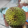 京喜加貓山王榴蓮新鮮當季正宗D197馬來(lái)西亞進(jìn)口 帶箱3.1-3.5斤（包四房）凈重（3.1斤） 曬單實(shí)拍圖