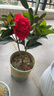 四季茶花紅山茶盆栽陽(yáng)臺露臺庭院綠植帶花苞原盆原土好養活 夏日七心（含盆40厘米以上，帶盆帶花苞發(fā)貨） 四季茶花 曬單實(shí)拍圖