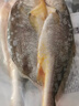 三都港 冷凍黃花魚(yú)700g/2條裝 寧德大黃魚(yú) 深海魚(yú) 生鮮 魚(yú)類(lèi) 海鮮水產(chǎn) 曬單實(shí)拍圖