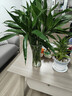 富貴竹水培綠植客廳招財花卉綠植室內辦公室瓶插年宵花春節裝飾 10支富貴竹65cm 曬單實(shí)拍圖