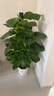 愛(ài)優(yōu)尚大葉綠蘿柱盆栽客廳大型綠植辦公室內除甲醛凈化空氣綠籮源頭直發(fā) 曬單實(shí)拍圖