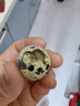 無(wú)品牌無(wú)抗鵪鶉蛋24枚220g 曬單實(shí)拍圖