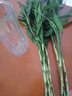 富貴竹水培綠植客廳招財花卉綠植室內辦公室瓶插年宵花春節裝飾 10支富貴竹65cm 曬單實(shí)拍圖
