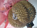 甜果源【順豐多地次日達】泰國甲侖新鮮鮮果榴蓮整個(gè)帶殼熱帶水果包郵 2-2.5斤【試吃裝】 曬單實(shí)拍圖
