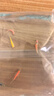斑馬魚(yú)熱帶淡水觀(guān)賞魚(yú)爆缸小魚(yú)魚(yú)苗蝶翼紅綠燈孔雀魚(yú)小型活體寵物 賽級血統 七彩斑馬隨機24條 曬單實(shí)拍圖