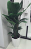 植男植女天堂鳥(niǎo)盆栽客廳室內好養大型落地真綠植辦公室植物鶴望蘭源頭直發(fā) 曬單實(shí)拍圖