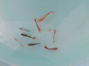 瘋狂水草孔雀魚(yú)活體水族寵物觀(guān)賞魚(yú)冷水耐活小型熱帶魚(yú)淡水魚(yú)苗 【3CM左右】精品孔雀魚(yú)A 共8條 曬單實(shí)拍圖
