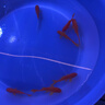【新年必買(mǎi)紅紅火火】紅白草金觀(guān)賞魚(yú)活魚(yú)紅草金魚(yú)淡水魚(yú)好養耐活 4-6cm買(mǎi)4條送3條 曬單實(shí)拍圖
