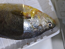 冰鮮 黃花魚(yú)200-300g/條 曬單實(shí)拍圖
