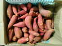 現挖沙地西瓜紅蜜薯紅薯新鮮農家糖心番薯烤地瓜山芋軟糯批發(fā)包郵 西瓜紅蜜薯9斤裝 中小果含箱 曬單實(shí)拍圖