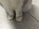 春錦秋鯉寵物腳套洗貓腳套喂藥打針?lè )雷ヘ堖湫有」沸讓櫸锞蛹矣闷?灰色 M（建議8-15斤） 曬單實(shí)拍圖