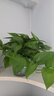 雙盟綠蘿盆栽除甲醛花卉綠植辦公室新房?jì)艋諝?80加侖2盆裝源頭直發(fā) 曬單實(shí)拍圖