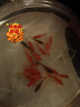 【紅紅火火一整年】紅白草金魚(yú)觀(guān)賞魚(yú)活魚(yú)紅草金魚(yú)淡水魚(yú)好養耐活 【4-6cm】買(mǎi)10條送10條 曬單實(shí)拍圖
