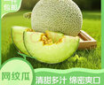 京鮮生海南網(wǎng)紋瓜 凈重4-5斤 2粒網(wǎng)紋蜜瓜 生鮮水果 源頭直發(fā)包郵 曬單實(shí)拍圖