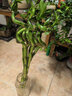 富貴竹水培植物盆栽綠植室內花客廳水養轉運觀(guān)音竹一帆風(fēng)順節節高 50cm轉運竹彎竹8棵+4燈籠+營(yíng)養液 曬單實(shí)拍圖