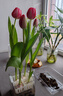 耘淘郁金香種球水培5度球花卉綠植種子土培植物水養盆栽室內室外耐寒1 方盆帶吊籃4球新水培套餐【品種可備注】送2包營(yíng)養液 曬單實(shí)拍圖