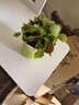 捕蠅草盆栽·豬籠草·食蟲(chóng)植物夏季驅蚊食蟲(chóng)捕蟲(chóng)室內趣味綠植 美人齒· 捕蠅草【大苗】 【栽好發(fā)貨】 曬單實(shí)拍圖