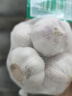 大蒜頭出口品質(zhì)網(wǎng)兜紫蒜蔬菜調料新鮮大果燒烤火鍋食材 山東【精品網(wǎng)兜裝】6頭裝 凈重180g 曬單實(shí)拍圖
